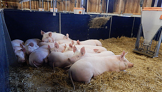Mastschweine im Strohstall Strohstall