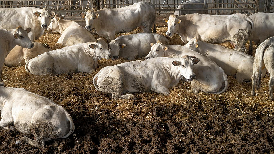 Weiße Rinder stehen und liegen in einem mit Stroh eingestreuten Stall.