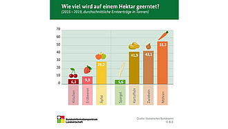 Vorschau Infografik "Wie viel wird auf einem Hektar geerntet?"