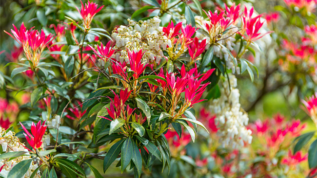 Blühende Lavendelheide (Pieris japonica)