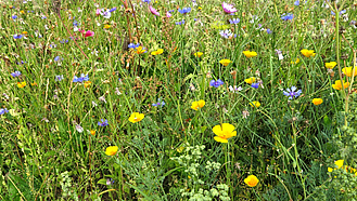 Blühstreifen mit zahlreichen Blüten