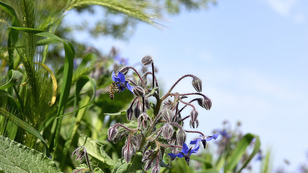 Borretschblüte vor blauem Himmel und Gräsern.