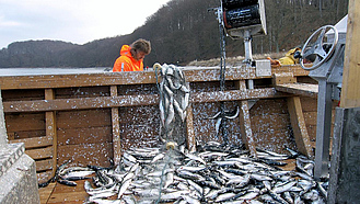 Ein Fischer entlädt ein Netz voller Fische in ein Boot