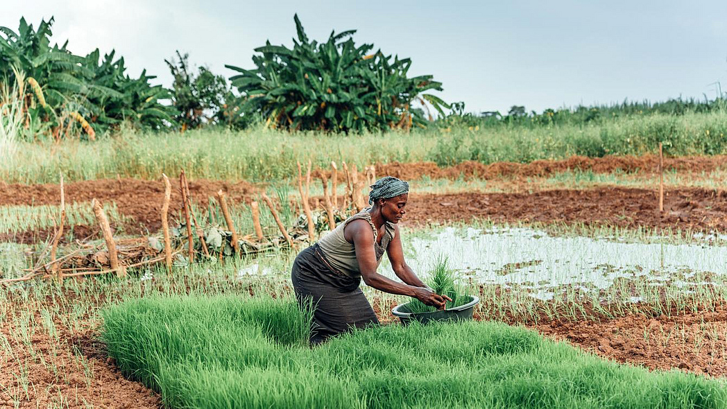 Eine afrikanische Landwirtin pflanzt Reis an