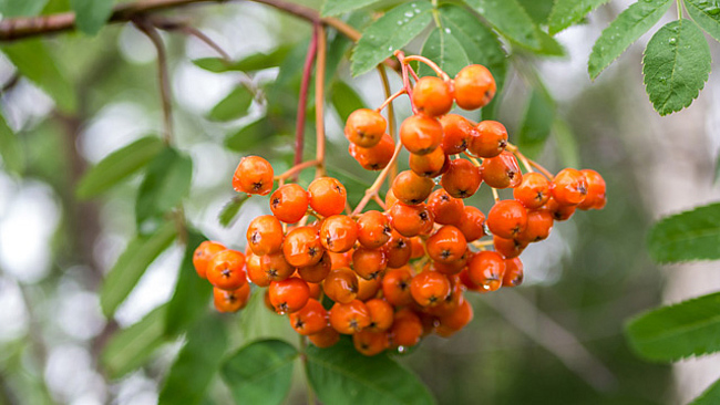 Früchte der Eberesche (Sorbus aucuparia)