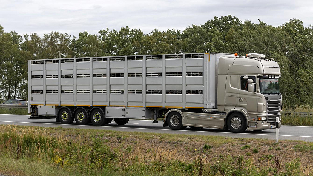 Tiertranspoirter auf der Straße