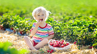 Ein Kind sitzt auf einem Erdbeerfeld und isst Erdbeeren.