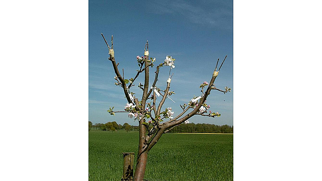 Frische Veredelungen an einem Apfelbaum.