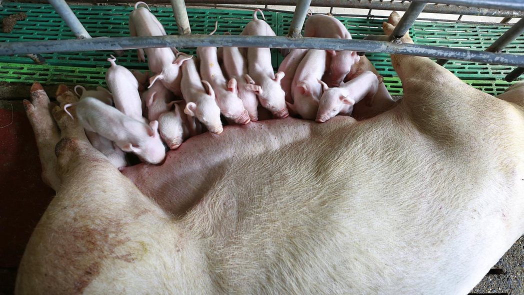 Ferkel werden von der Mutter gesäugt