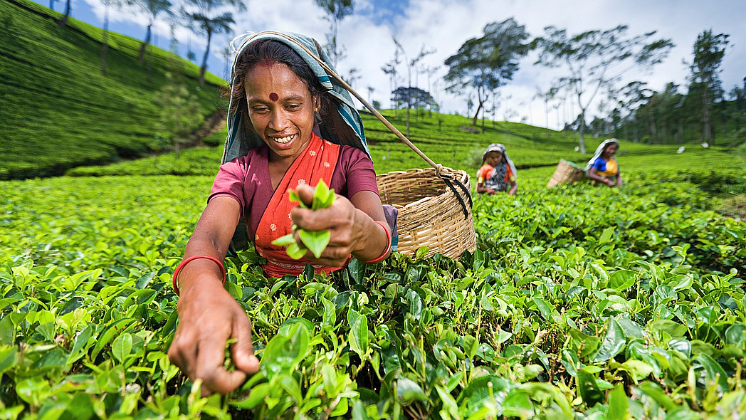 Indische Frauen ernten Tee in einer Plantage.