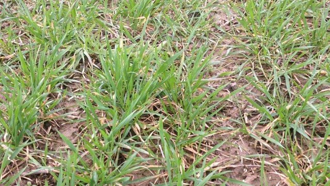 Grüner Winterweizen auf einem Feld