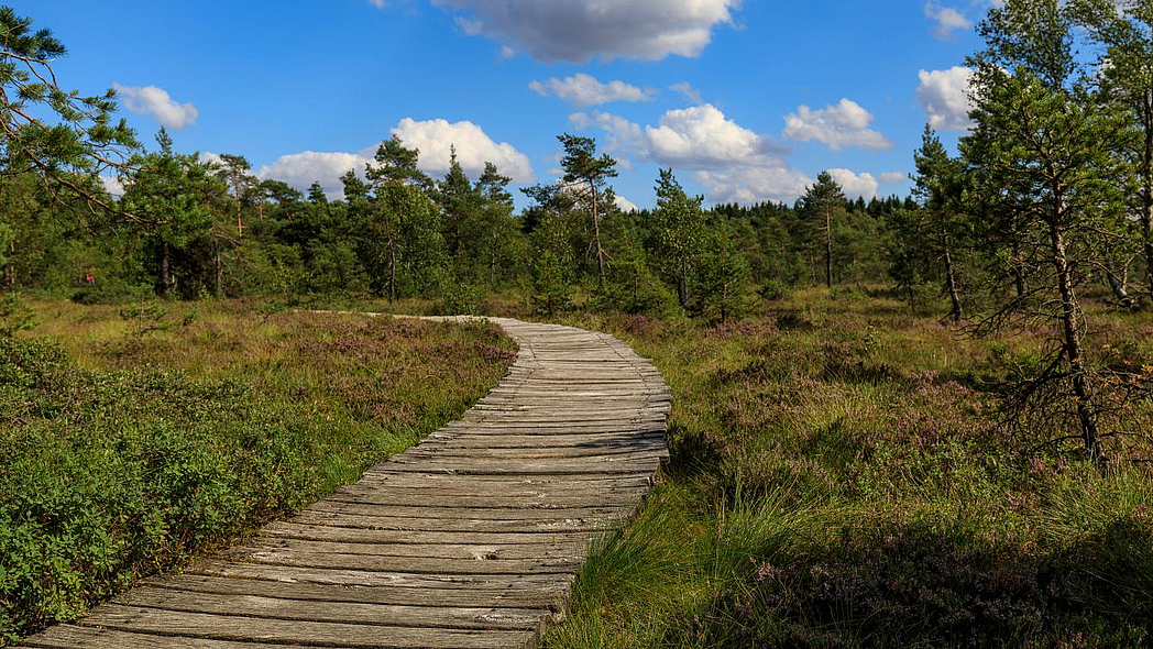 Blick auf eine Moorlandschaft durch die ein Holzsteg geht