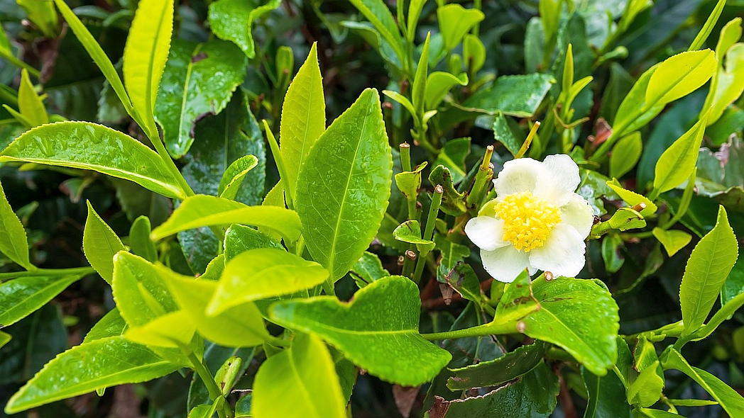 Teepflanze mit Blüte.