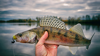 Hand hält toten Zander