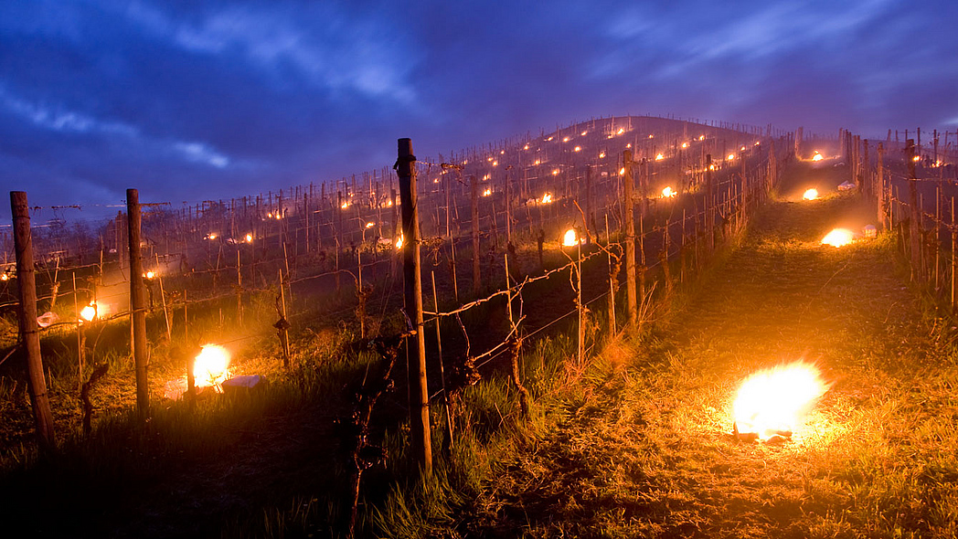 Frostschutzkerzen brennen nachts in einem Weinberg Frostschutzkerzen brennen nachts in einem Weinberg