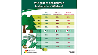 Voschau Infografik "Wie geht es den Bäumen in deutschen Wändern?"