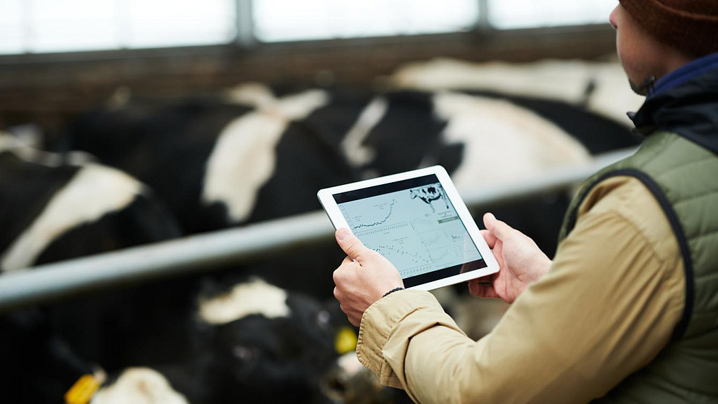 Landwirt mit Tablet-PC im Stall, im Hintergrund stehen Kühe
