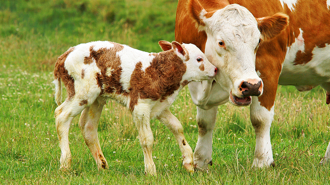 Ein braun-weißes Kalb steht dicht neben einer braun-weißen Kuh auf einer grünen Wiese. Die Köpfe der beiden Tiere berühren sich.