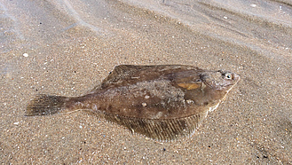 Scholle im Sand unter Wasser am Ufer