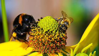 Biene und Hummel auf einer gelben Blüte