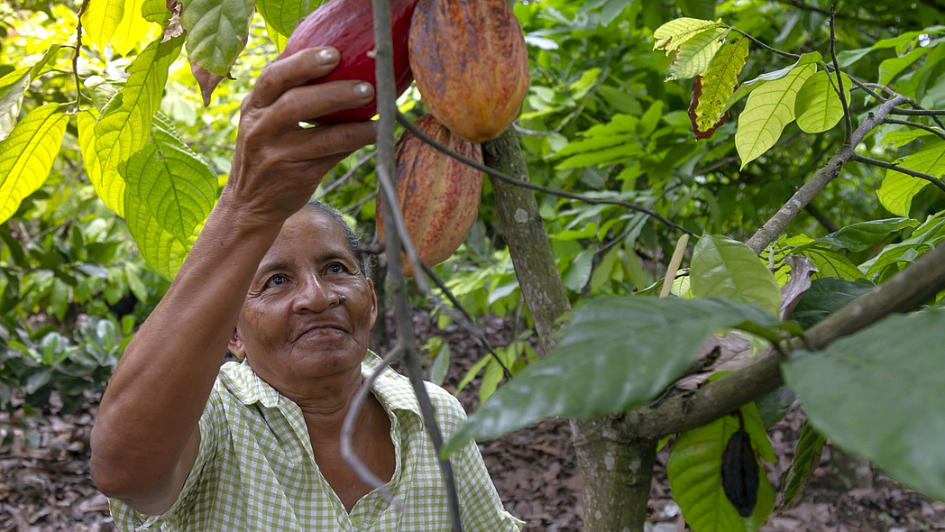 Eine Frau prüft Kakaofrüchte an einem Baum.
