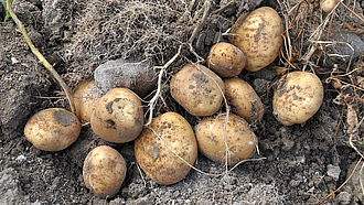 Frisch geerntete Kartoffeln auf der Erde mit abgestorbenen Kartoffelpflanzen