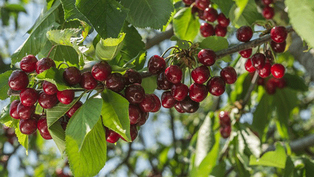 Reife rote Kirschen am Baum