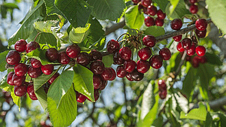 Reife rote Kirschen am Baum