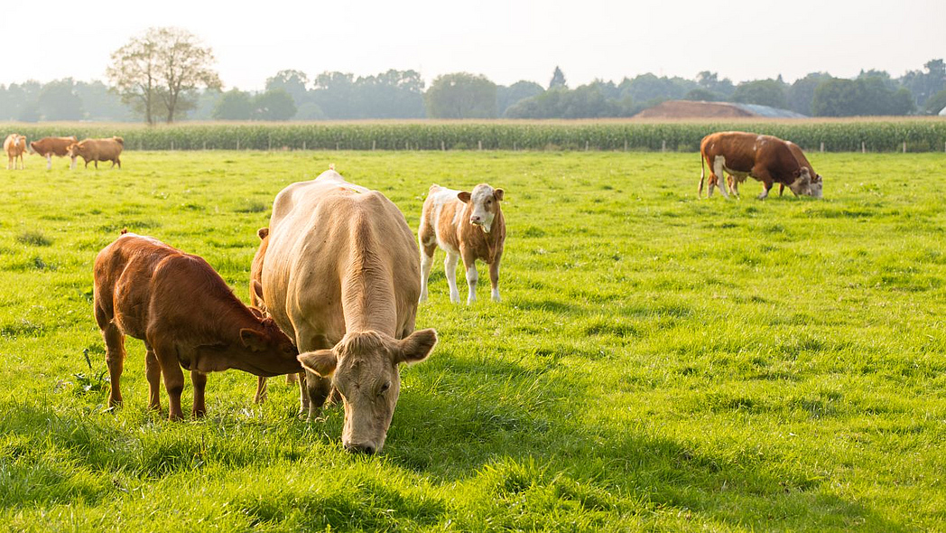 Kühe auf der Weide, dahinter ein Maisacker