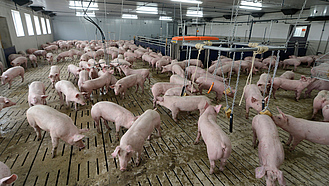 Schweinemaststall mit Großgruppenhaltung Tierwohlstall