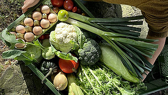 Eine Kiste mit viel verschiedenem Gemüse, wie Blumenkohl, Kohlrabi, Brokkoli, Spitzkohl etc.