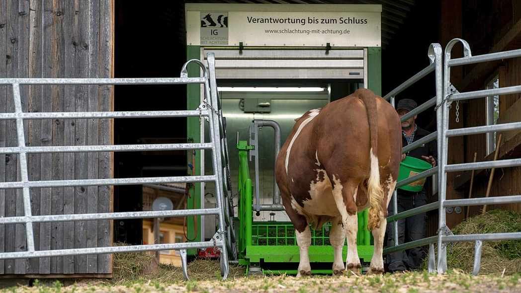 Das zu schlachtende Rind wird zur mobilen Schlachteinheit, die im Eingangsbereich des Stalls steht, gelockt.