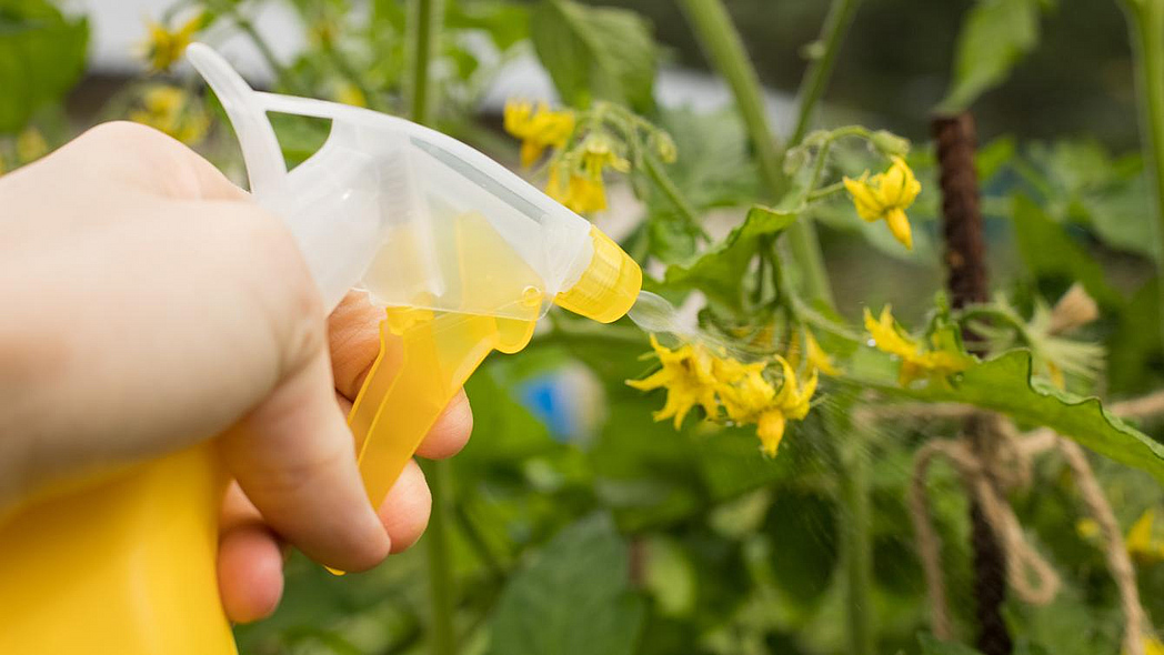 Hand an Sprühflasche im Garten bei der Behandlung.