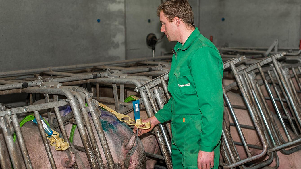 Landwirt steht hinter einer Sau und hält die Tube mit Sperma.