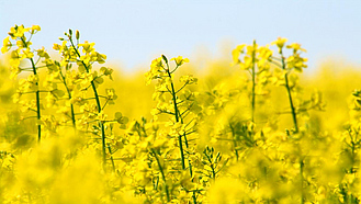 Einige Stängel mit gelben Rapsblüten auf einem Feld.