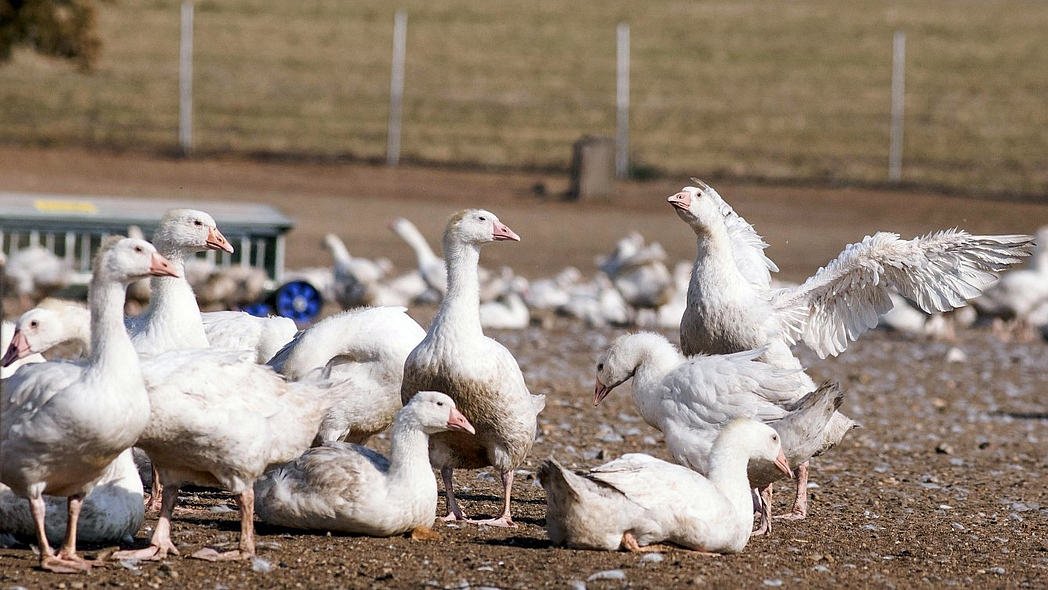 Gänse in Freilandhaltung