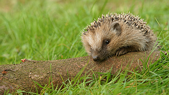 Ein Igel stützt sich auf einen im Gras liegenden Ast.