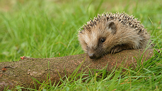 Ein Igel stützt sich auf einen im Gras liegenden Ast.