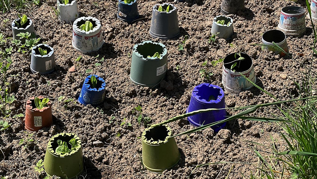 Einige Blumentöpfe aus Plastik stehen verkehrt herum und mit aufgeschnittenem Boden um junge Pflanzen herum.