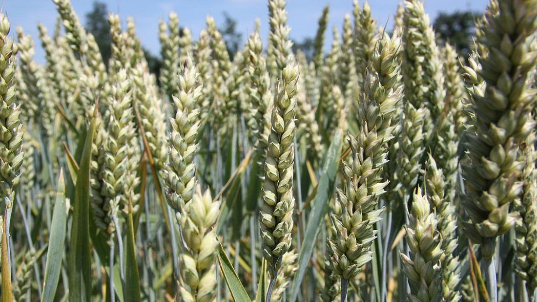 Weizenähren auf dem Feld
