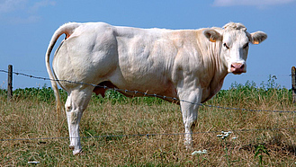 Kuh der Rasse "Weiß-blaue Belgier" auf der Weide