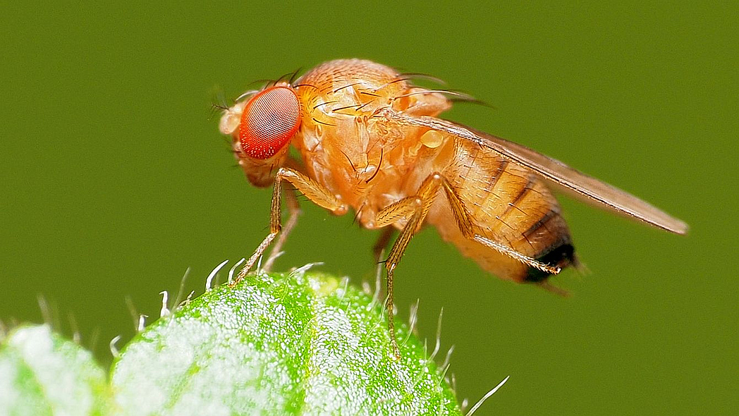 Nahaufnahme einer Kirschessigfliege auf einem Blatt