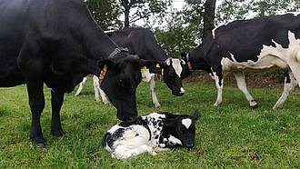 Kühe mit liegendem Kalb auf der Weide