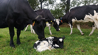 Kühe mit liegendem Kalb auf der Weide