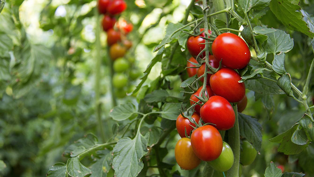 Grüne und rote Tomaten hängen an einem Strauch