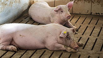 Zwei Mastschweine liegen auf einem Spaltenboden