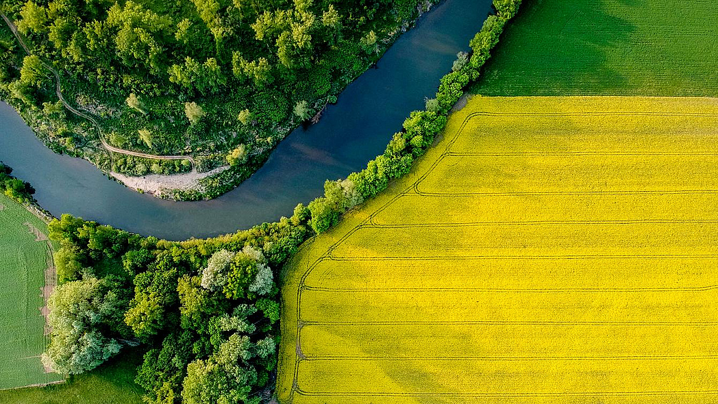 Luftaufnahme von einem Rapsfeld in Flussnähe