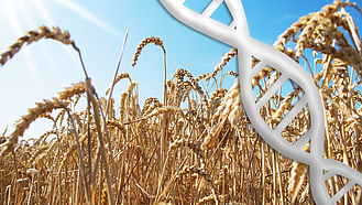 Ein Weizenfeld mit einer eingeblendeten DNA-Doppelhelix