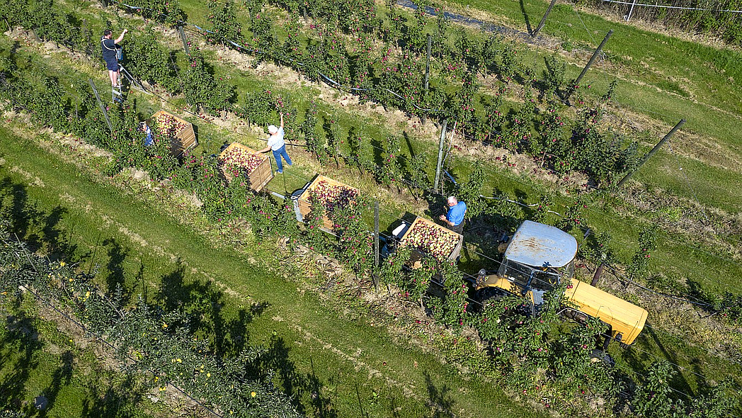 Luftaufnahme einer Obstplantage mit Erntewagen.