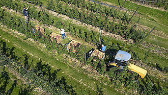 Luftaufnahme einer Obstplantage mit Erntewagen.
